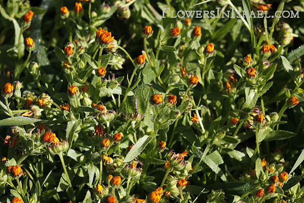 Calendula arvensis, Field Marigold,  عين البقر,צפורני-חתול מצויות 