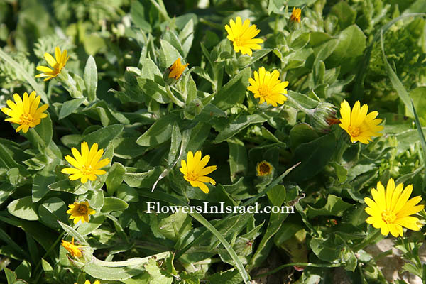 Calendula arvensis, Calendula aegyptiaca, Field Marigold, أزريون ,צפורני-חתול מצויות 