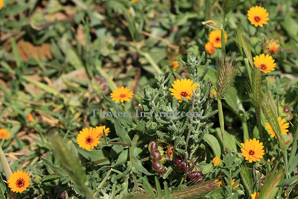 Calendula arvensis, Calendula aegyptiaca, Field Marigold, أزريون ,צפורני-חתול מצויות 