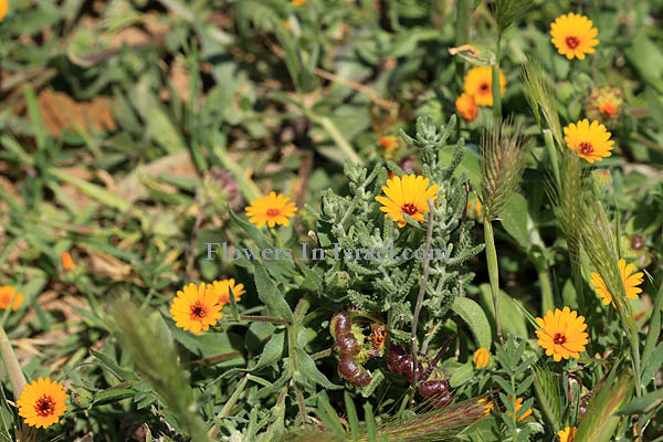 Dudaim Forest, Goral Hills,גבעות גורל, יער דודאים,Calendula arvensis, Field Marigold, צפורני-חתול מצויות