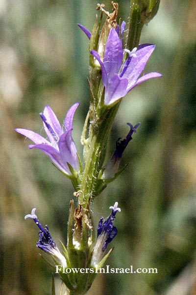 Campanula rapunculus, rampion bellflower, פעמונית קיפחת, ورد الجرس