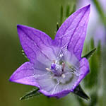 Campanula rapunculus, Israel wildflowers, Violet Flowers