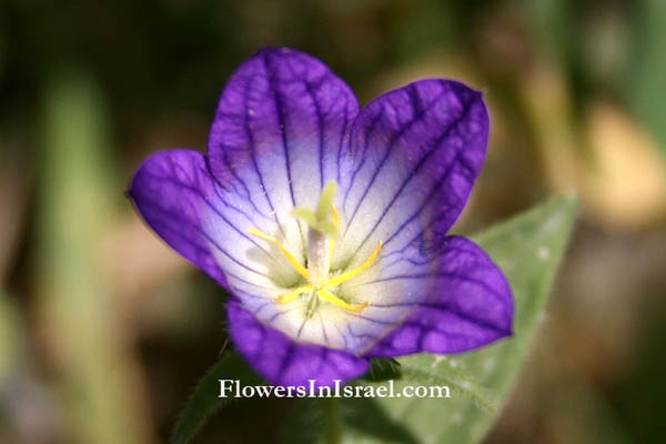 Campanula strigosa, Bellflower, زهرة الجرس الشوكية,  ,פעמונית זיפנית