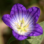 Campanula strigosa, Israel wildflowers, Violet Flowers