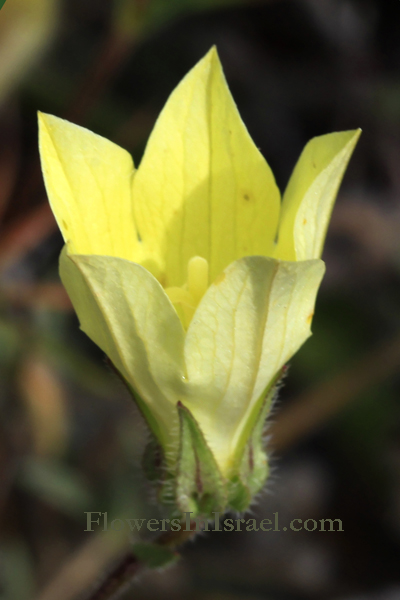 Campanula sulphurea, Yellow Bellflower, פעמונית גפורה, الجرسية الصفراء
