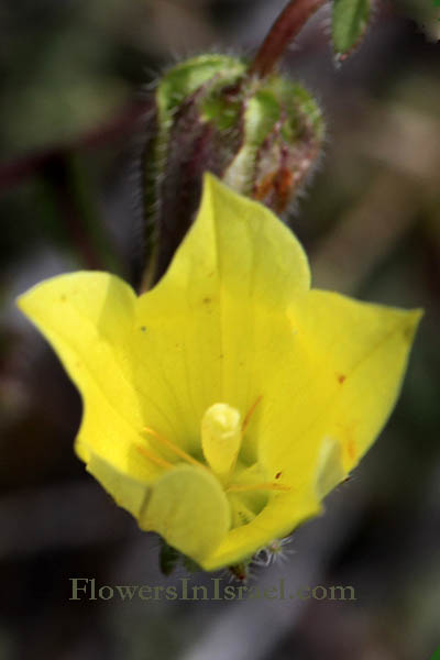 Campanula sulphurea, Yellow Bellflower, פעמונית גפורה 