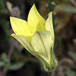 Campanula sulphurea, Israel, Yellow Flowers