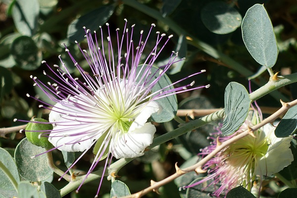 Capparis aegyptia, Egyptian caper, צלף מצרי, قبار