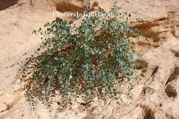 Capparis aegyptia, Egyptian caper, צלף מצרי, قبار