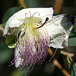 Capparis aegyptia , Wild Flowers, Israel, Flora