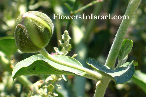 Capparis sicula, Caparis ovata, Sicilian caper, צלף סיצילי