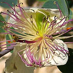 Capparis sicula, Wild Flowers, Israel, Flora