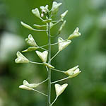 Capsella bursa-pastoris, Wild Flowers, Israel, Flora