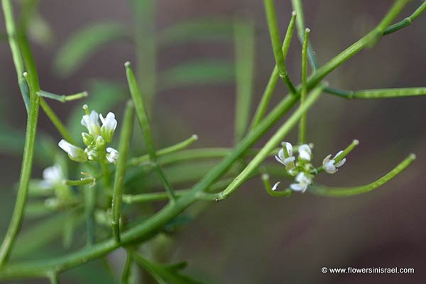 Cardamine hirsuta, Hairy bittercress, shotweed, snapweed, الحُرْف الزغبي,קרדמין שעיר