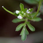 Cardamine hirsuta, Hairy bittercress, shotweed, snapweed, קרדמין שעיר, Wild Flowers, Israel, Flora
