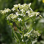 Cardaria draba, Lepidium draba, Wild Flowers, Israel, Flora
