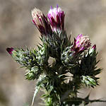 Carduus australis, Fleurs sauvages, Wildblumen, Fiori, флоры, Flores Silvestres, زهور