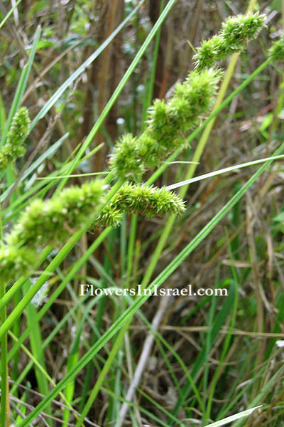  Carex otrubae,Carex nemorosa, False Fox-Sedge,سعادى اوتروبا  ,כריך שחום