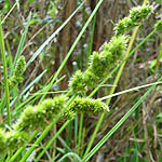 Carex otrubae, Fleurs sauvages, Wildblumen, Fiori, флоры, Flores Silvestres, زهور