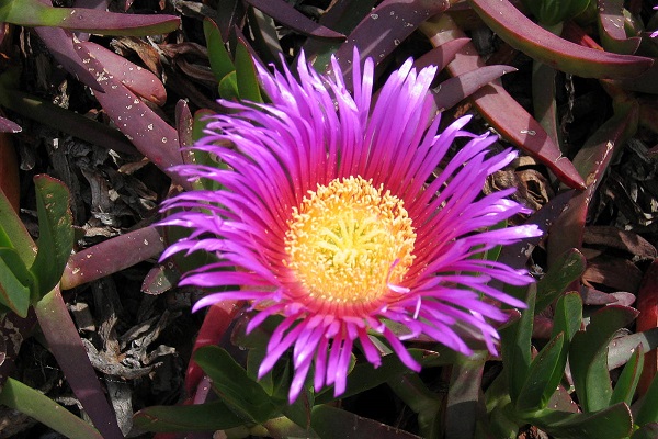 Carpobrotus acinaciformis, Mesembryanthemum acinaciforme, Hottentot Fig-marigold, אהל האצבעות  ,צלקנית החרבות