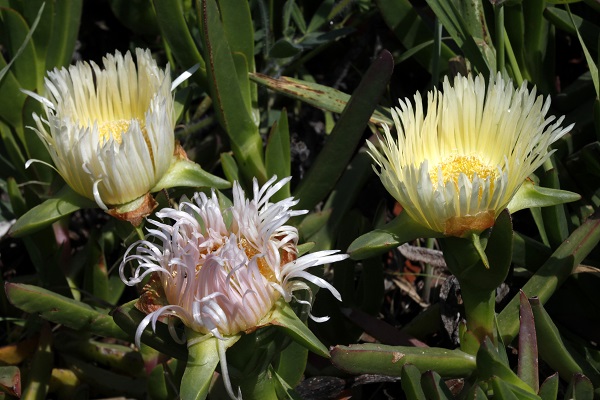 Carpobrotus edulis, Mesembryanthemum edule, Hottentot-fig, ice plant, highway ice plant, צלקנית נאכלת ,  أصابع الجارية