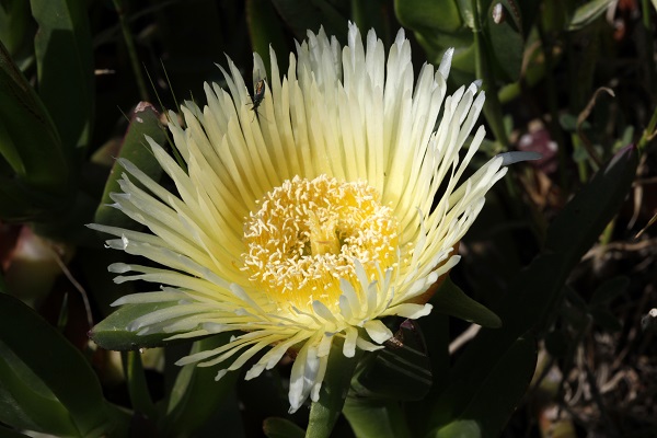 Carpobrotus edulis, Mesembryanthemum edule, Hottentot-fig, ice plant, highway ice plant, צלקנית נאכלת,  أصابع الجارية