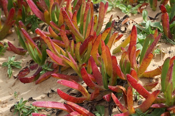 Carpobrotus edulis, Mesembryanthemum edule, Hottentot-fig, ice plant, highway ice plant, צלקנית נאכלת,  أصابع الجارية