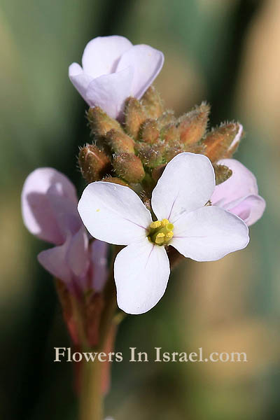 Carrichtera annua, Ward’s Weed, כפיות שעירות