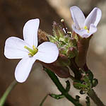 Carrichtera annua, Israel Wildflowers, cream flowers