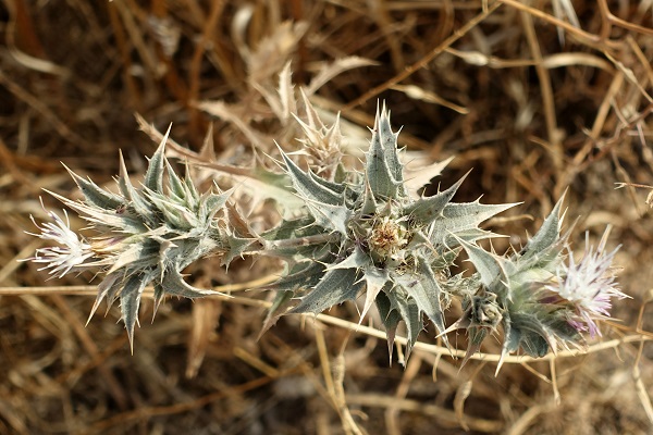 Carthamus glaucus, Carthamus syriacus, Kentrophyllum syriacum,  Distaff Thistle, Glaucous Star Thistle, Hebrew: קורטם מכחיל, Arabic: عصفر