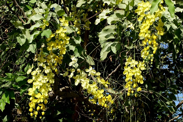 Cassia fistula, Bactyrilobium fistula, Golden rain tree, Hebrew: כסיית האבוב, Arabic: خيار شمبر