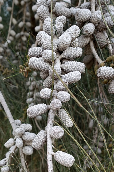 Casuarina cunninghamiana, Australian beefwood, Australian Pine, River Sheoak, Cunninghams beefwood, Hebrew: קזוארינה דקיקה, Arabic: كازارينا كنباثية الأوراق