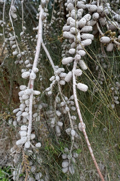 Casuarina cunninghamiana, Australian beefwood, Australian Pine, River Sheoak, Cunninghams beefwood, Hebrew: קזוארינה דקיקה, Arabic: كازارينا كانينغهامية