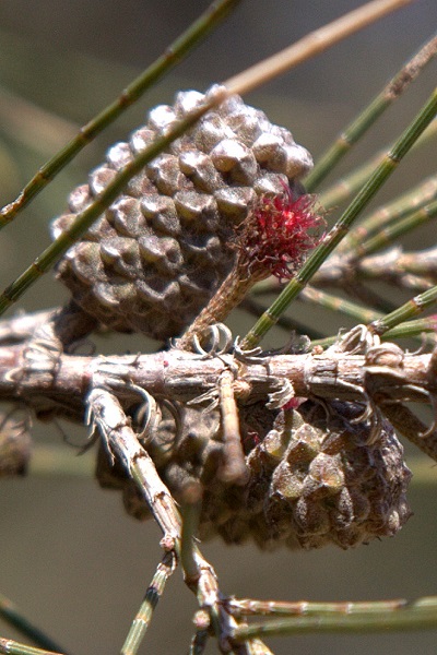 Casuarina cunninghamiana, Australian beefwood, Australian Pine, River Sheoak, Cunninghams beefwood, Hebrew: קזוארינה דקיקה, Arabic: كازارينا كانينغهامية