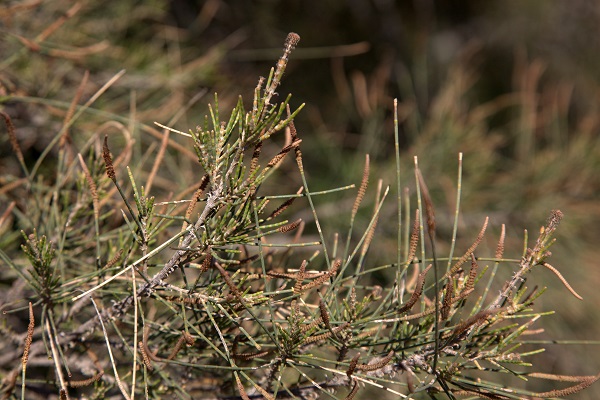 Casuarina cunninghamiana, Australian beefwood, Australian Pine, River Sheoak, Cunninghams beefwood, Hebrew: קזוארינה דקיקה, Arabic: كازارينا كانينغهامية