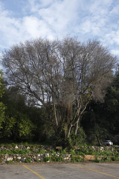 Celtis australis, European Nettle tree,European Hackberry,Lote tree, ميس,Mays,מיש דרומי