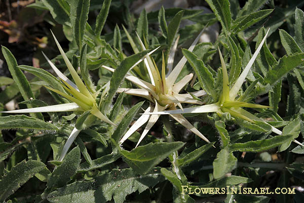 Centaurea iberica, Iberian knapweed, Spanish Centaury-thistle, القنطريون الأيبيري, דרדר מצוי