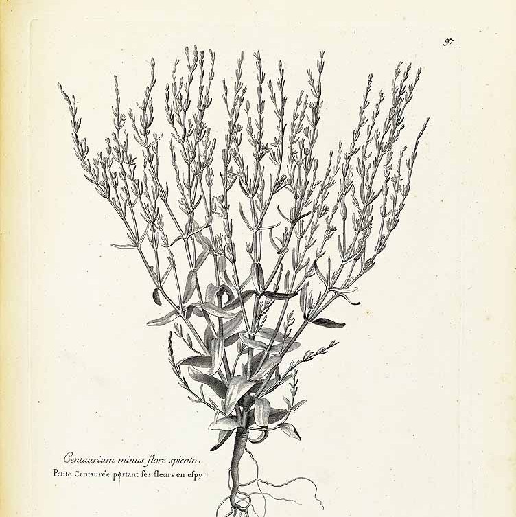 Centaurium spicatum, Fleurs sauvages, Wildblumen, Fiori, флоры, Flores Silvestres, زهور
