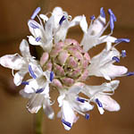 Cephalaria joppensis, Fleurs sauvages, Wildblumen, Fiori, флоры, Flores Silvestres, زهور