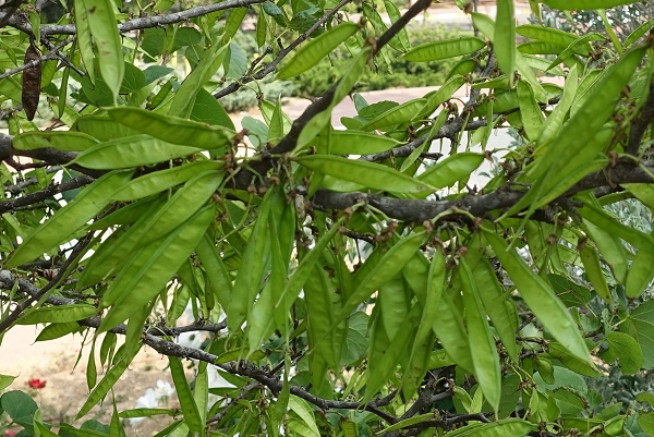 Cercis siliquastrum, Juda's Tree, زمزريق أثيبي,כליל החורש