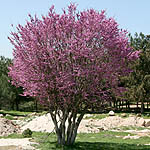 Cercis siliquastrum, Israel, Pink Flowers