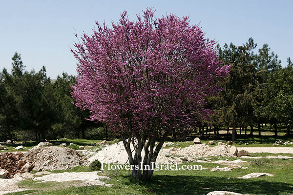 ישראל, פרחים, צמחי בר, פרחי בר, פרחים בישראל,כליל החורש