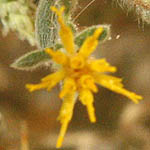 Chiliadenus iphionoides, Israel, Yellow Flowers