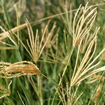 Chloris gayana, Chloris abyssinica, Rhodes Grass, עשבת המרעה, حشيشة الرودس