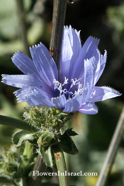 Israel, Flowers, Flora, Botany, Information, Palestine