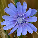 Cichorium endivia, Israel, Light Blue Flowers