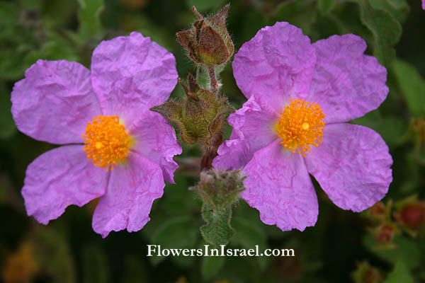 Information and photos of wild flowers (Israel flores silvestres)