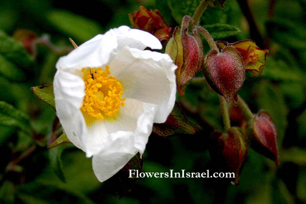 Information and photos of wild flowers (Израиль цветы)