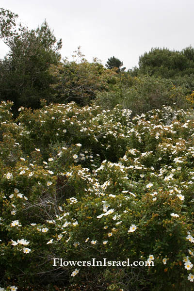 Flora of Israel online, Native plants, Palestine