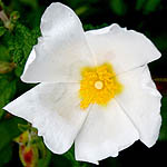 Cistus salviifolius, Fleurs sauvages, Wildblumen, Fiori, флоры, Flores Silvestres, زهور
